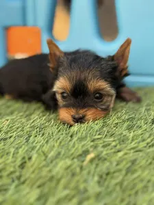 Yorkshire Terrier - Full Of Heart Infiniti Helena