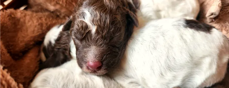 Lagotto Romanjolo - Nala