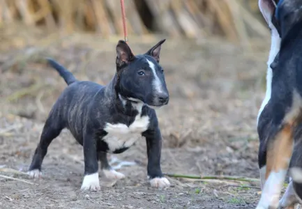 Bulterrier miniaturowy - Aruba