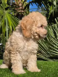 Cavapoo - Solo