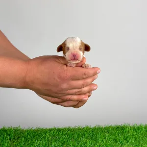 Кавалер кинг-чарльз-спаниель - Lotus