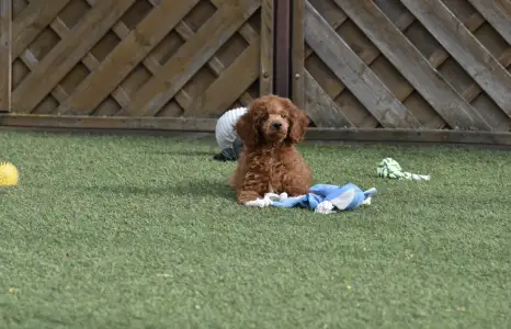 Caniche Nain - Bravados Azur