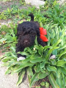 Wasserhund der Romagna - Ani