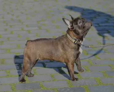 French Bulldog - Brillant Sang Royal Waren