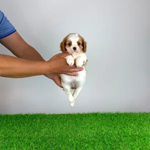 Cavalier King Charles spániel - Medea