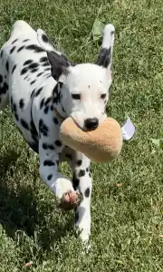 Dalmatien - Dalmatrix Falling Star