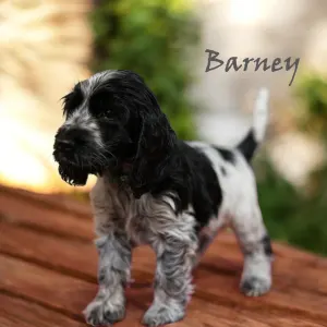 English Cocker Spaniel - Barney