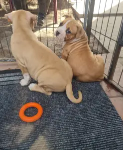 Американский стаффордширский терьер - Gangster Bro