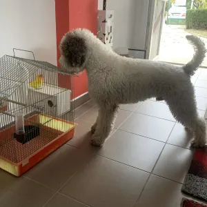 Wasserhund der Romagna - Abavár