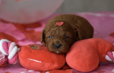 Poodle Miniature - Bravados D