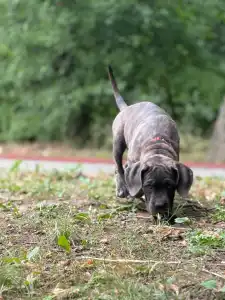 Cane Corso Italiano - Alessia