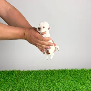 West Highland White Terrier - Koko