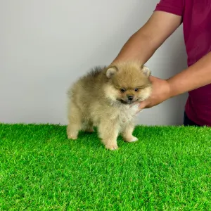 Pomeranian - Digger 