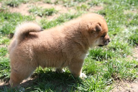 Shiba Inu - Hoshibaru