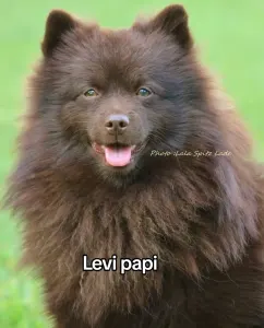 Deutscher Kleinspitz - Of Brown Spitz