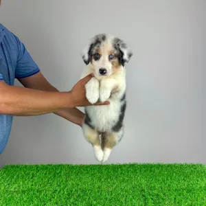 Australian Shepherd - Sillie