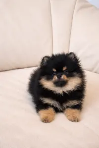 Pomeranian - Astarea 