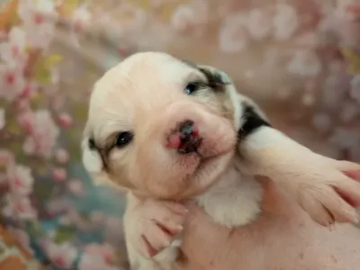 Ciobănesc american în miniatură - Moon