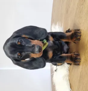 Dachshund - Aramis Noble Knight