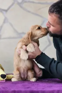 Angol Cocker spániel - J. Of Your Sweetest Dream