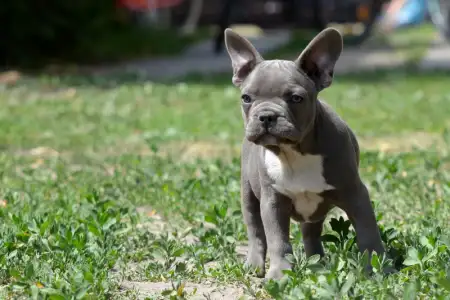 Francia bulldog - Montclair