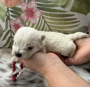 West Highland White Terrier - Bella
