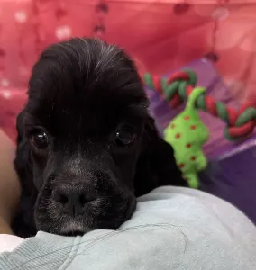 Amerikai cocker spániel - Psycho