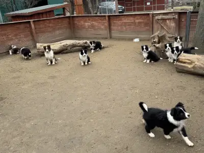 Border Collie - Sio-Bella
