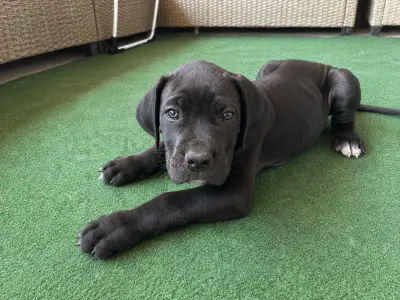 Cane Corso - Balthazar