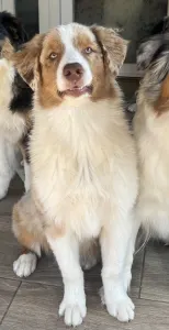 Berger australien - Bentley