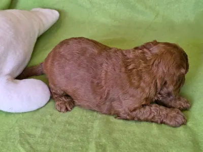 Cavapoo - Jonathan