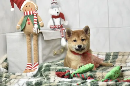 Shiba - Bravados Benika