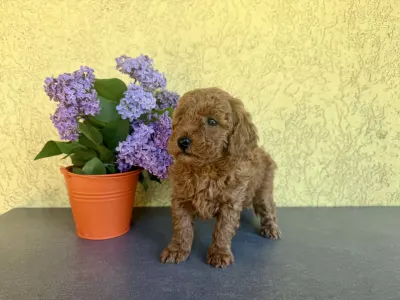 Trpasličí pudl - Hella