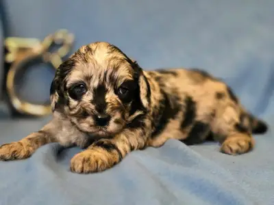 Cavapoo - Merlin