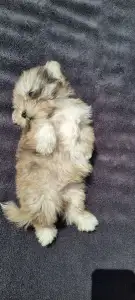 Maltipoo - Merlin