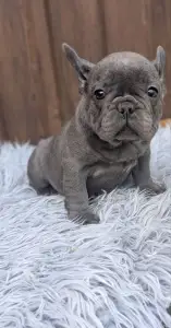 Francia bulldog - Léna