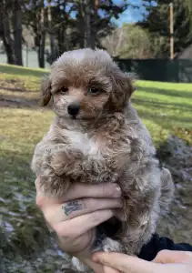 Мальтипу - Kalinka