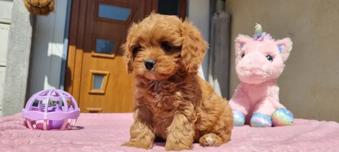 Cavapoo - Cuki
