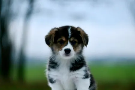 Welsh corgi pembroke - Athena The Wise From Farm Of Happy Dogs