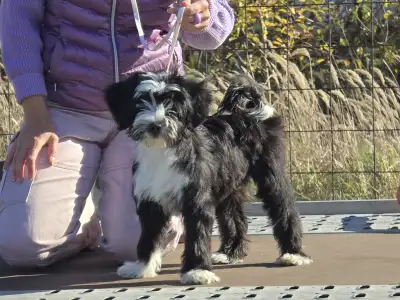 Terier tybetański - Josephine