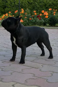 Bouledogue français - Victoria s Grande Annie