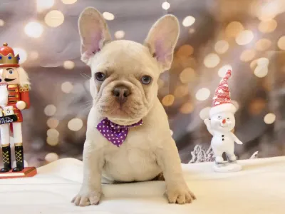 Bouledogue français - Odin 