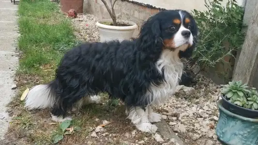 Cavalier King Charles Spaniel - Blackmeno-házi Xavier ( Diégó)