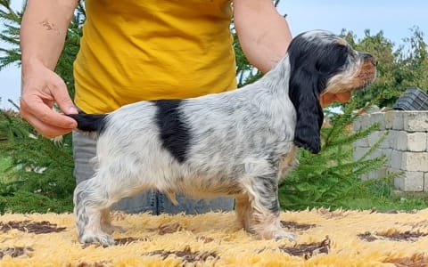 English Cocker Spaniel - Smart Cocker Prince