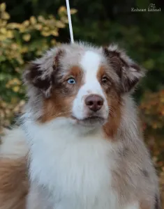 Миниатюрная американская овчарка - Enheart Bronze Riddle