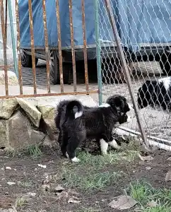 Border Collie - Hope Diamond  