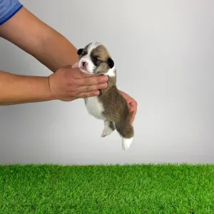 Вельш-корги пемброк - Salamon