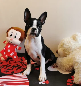 Boston Terrier - Wide Wings Black