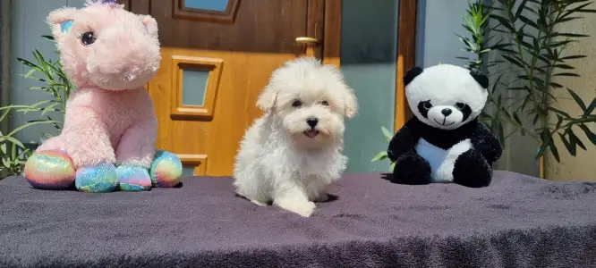 Maltipoo - Kókusz