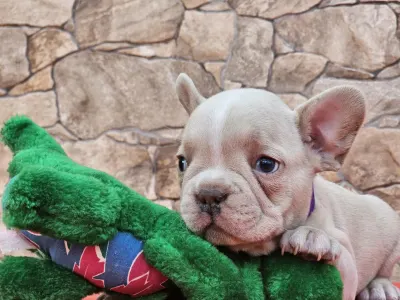 French Bulldog - Dodo